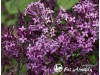 Alyva mejerio ,Bloomerang Dark Purple' (lot. Syringa meyeri)